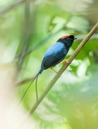 Long-tailed Manakin