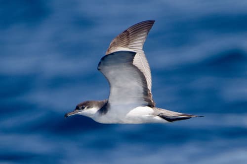 Buller's Shearwater