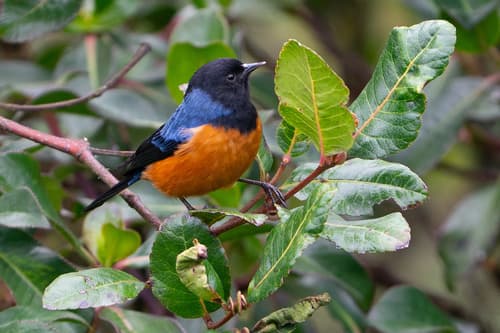 Blue-backed Conebill