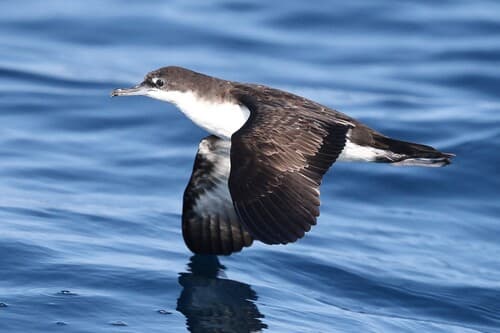 Galapagos Shearwater