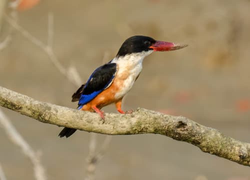 Black-capped Kingfisher