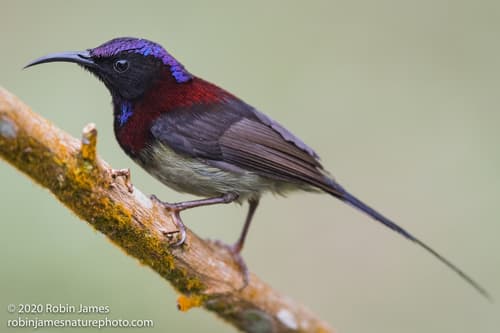 Black-throated Sunbird