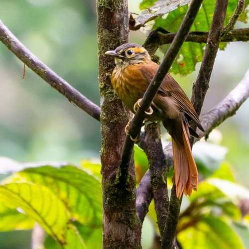 Scaly-throated Foliage-gleaner