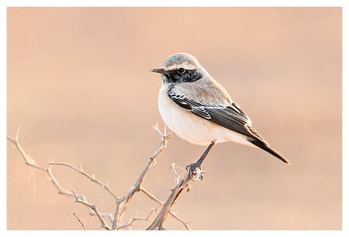 Desert Wheatear