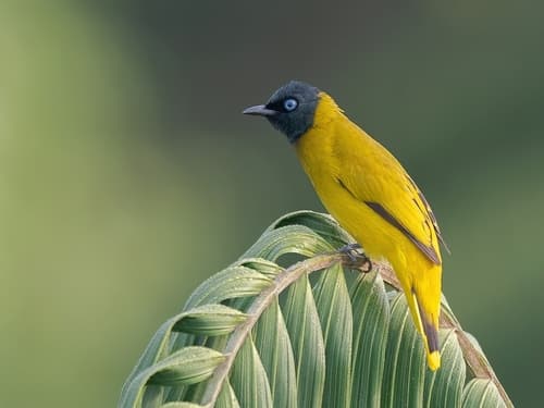 Black-headed Bulbul