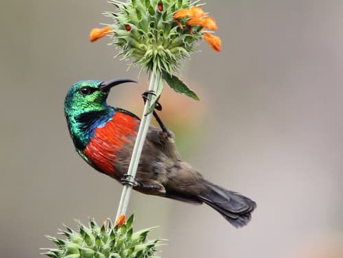 Olive-bellied Sunbird