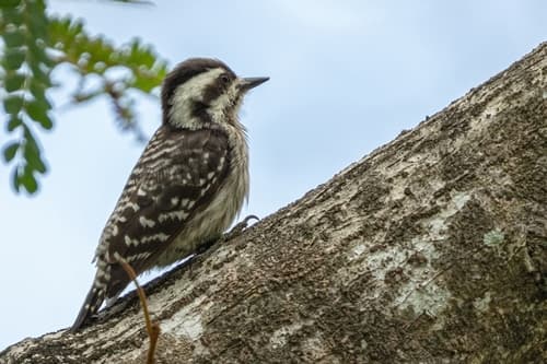 Sunda Pygmy Woodpecker