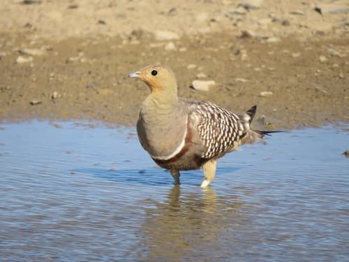Namaqua Sandgrouse