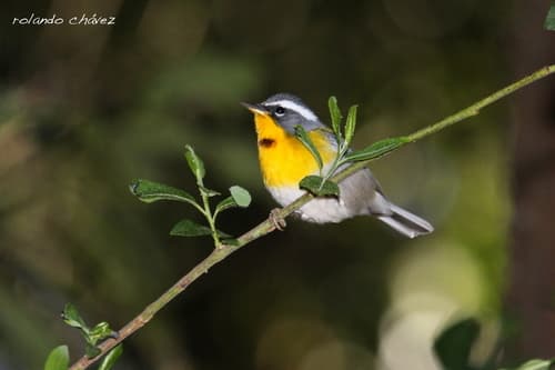 Crescent-chested Warbler