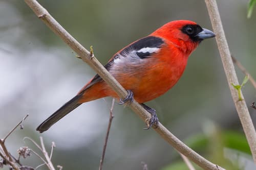 White-winged Tanager