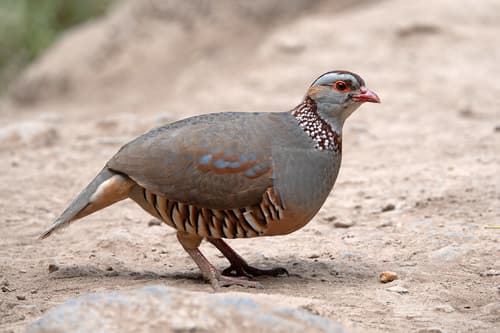 Barbary Partridge