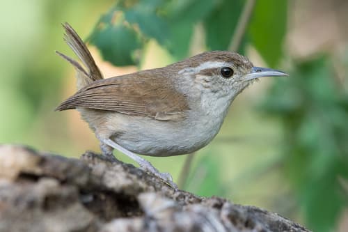 White-bellied Wren
