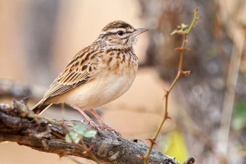 Sabota Lark
