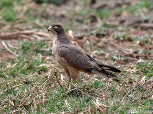 Grasshopper Buzzard
