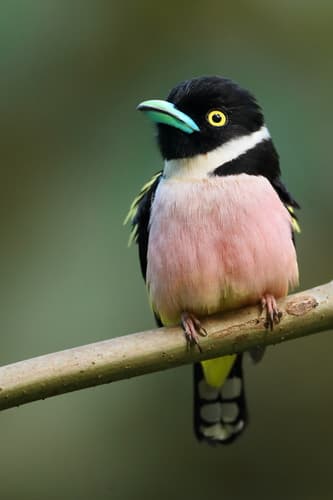 Black-and-yellow Broadbill
