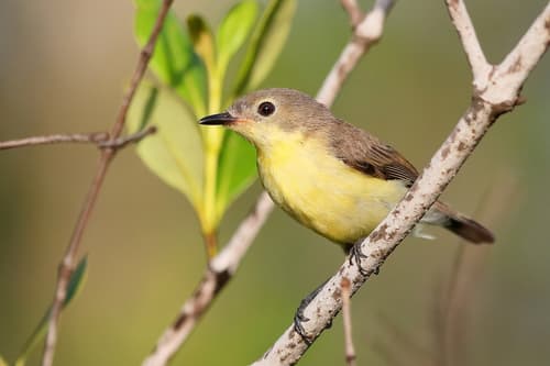 Golden-bellied Gerygone