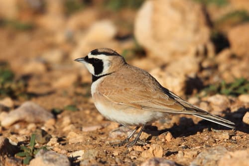 Temminck's Lark