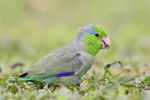 Pacific Parrotlet