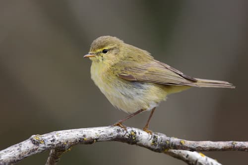 Iberian Chiffchaff