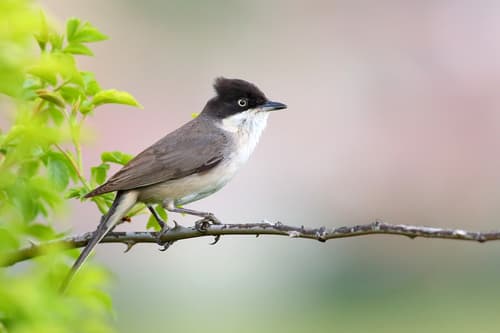 Western Orphean Warbler