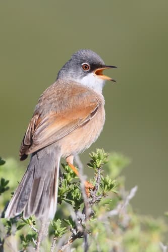Spectacled Warbler