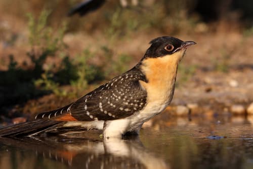 Great Spotted Cuckoo