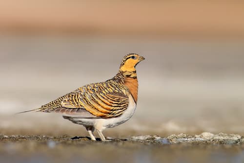 Pin-tailed Sandgrouse