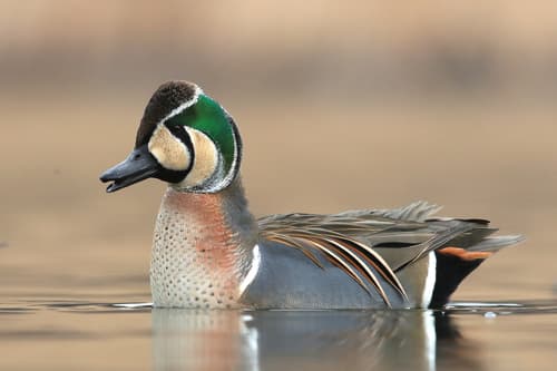 Baikal Teal
