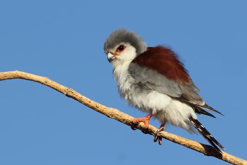 Pygmy Falcon