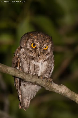 Oriental Scops-Owl
