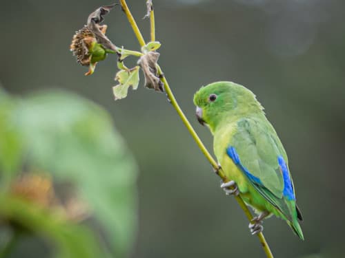 Cobalt-rumped Parrotlet