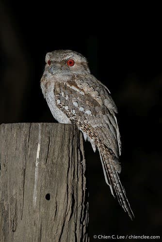 Papuan Frogmouth