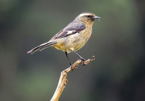 Cinereous Conebill