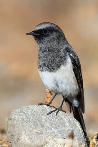 Blue-capped Redstart