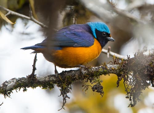 Elegant Euphonia