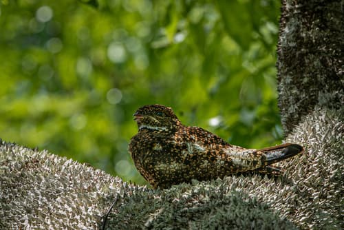 Short-tailed Nighthawk