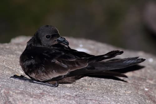 Black Storm-Petrel