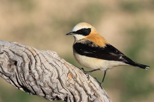 Western Black-eared Wheatear
