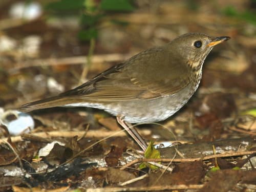 Bicknell's Thrush
