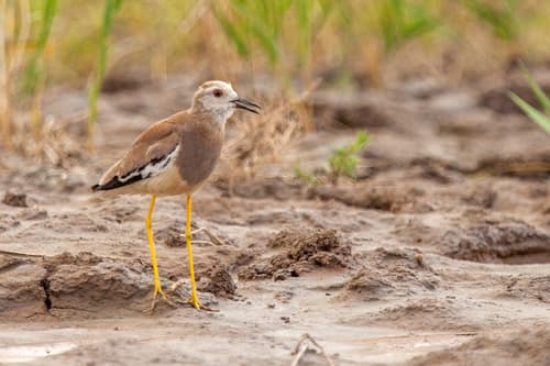 White-tailed Lapwing