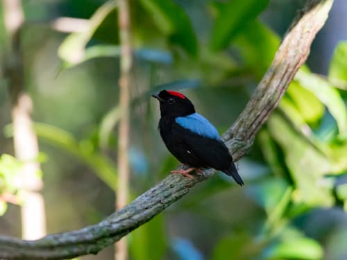 Blue-backed Manakin