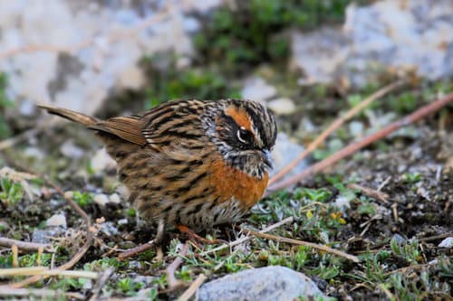 Rufous-breasted Accentor