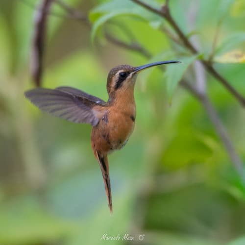 Reddish Hermit