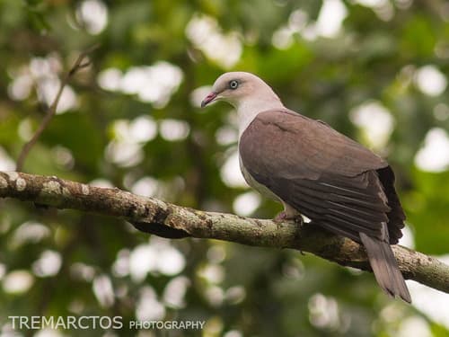 Mountain Imperial Pigeon