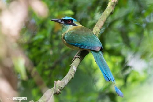 Blue-capped Motmot