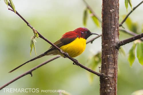 Mrs. Gould's Sunbird