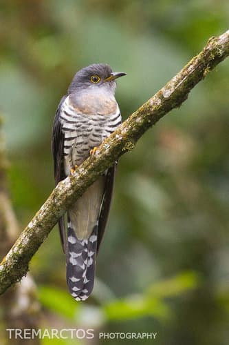 Lesser Cuckoo