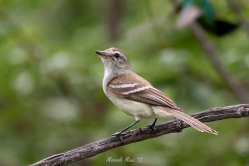 Mouse-colored Tyrannulet