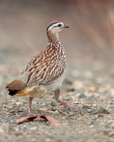 Crested Francolin