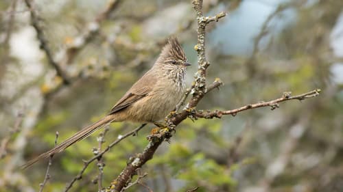 Tufted Tit-Spinetail